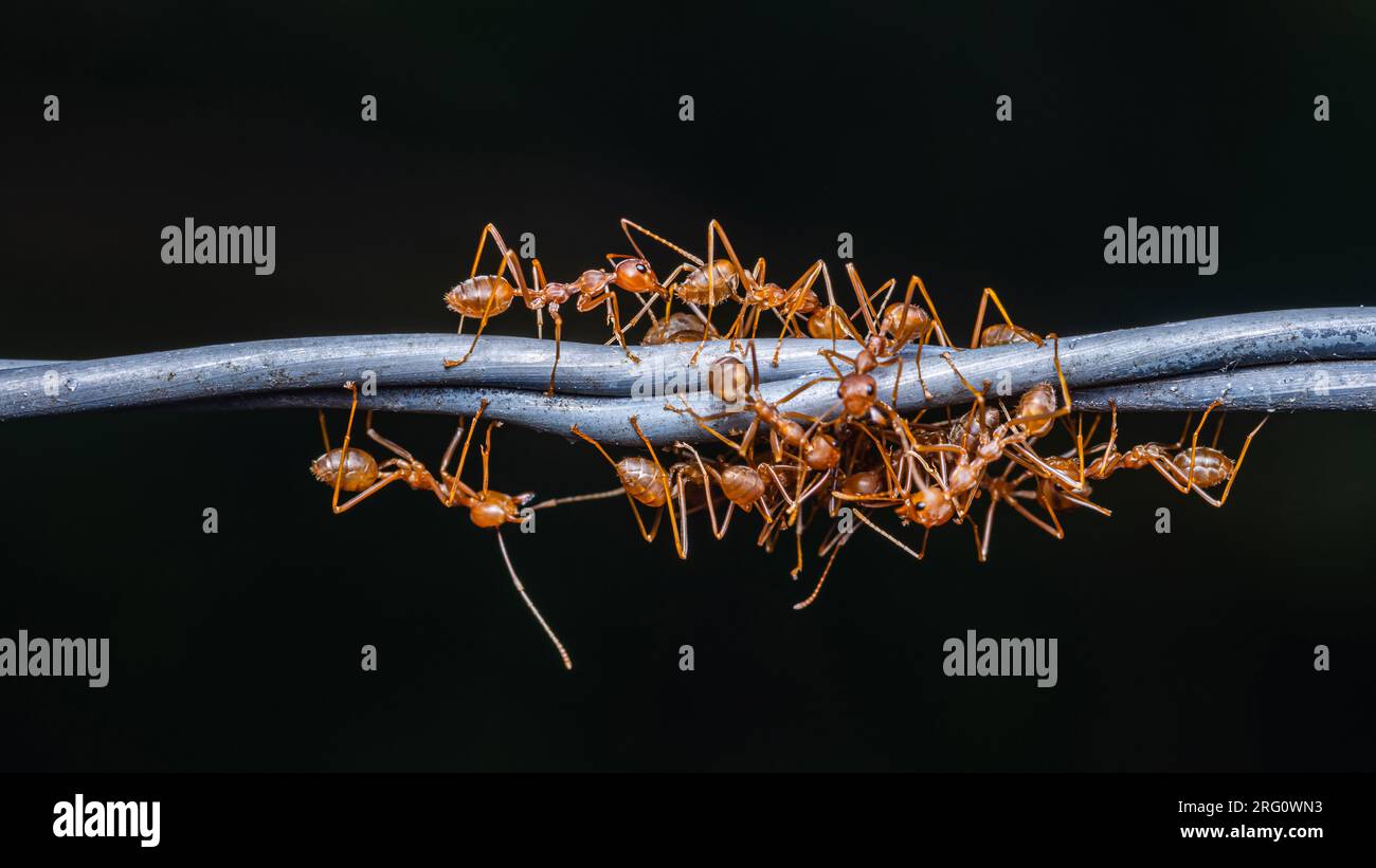 Rote Ameisen-Gruppe, die an Stacheldraht arbeitet, Weaver Ameisen-Makrofoto, Teamwork in der Natur und dunkler Hintergrund. Stockfoto