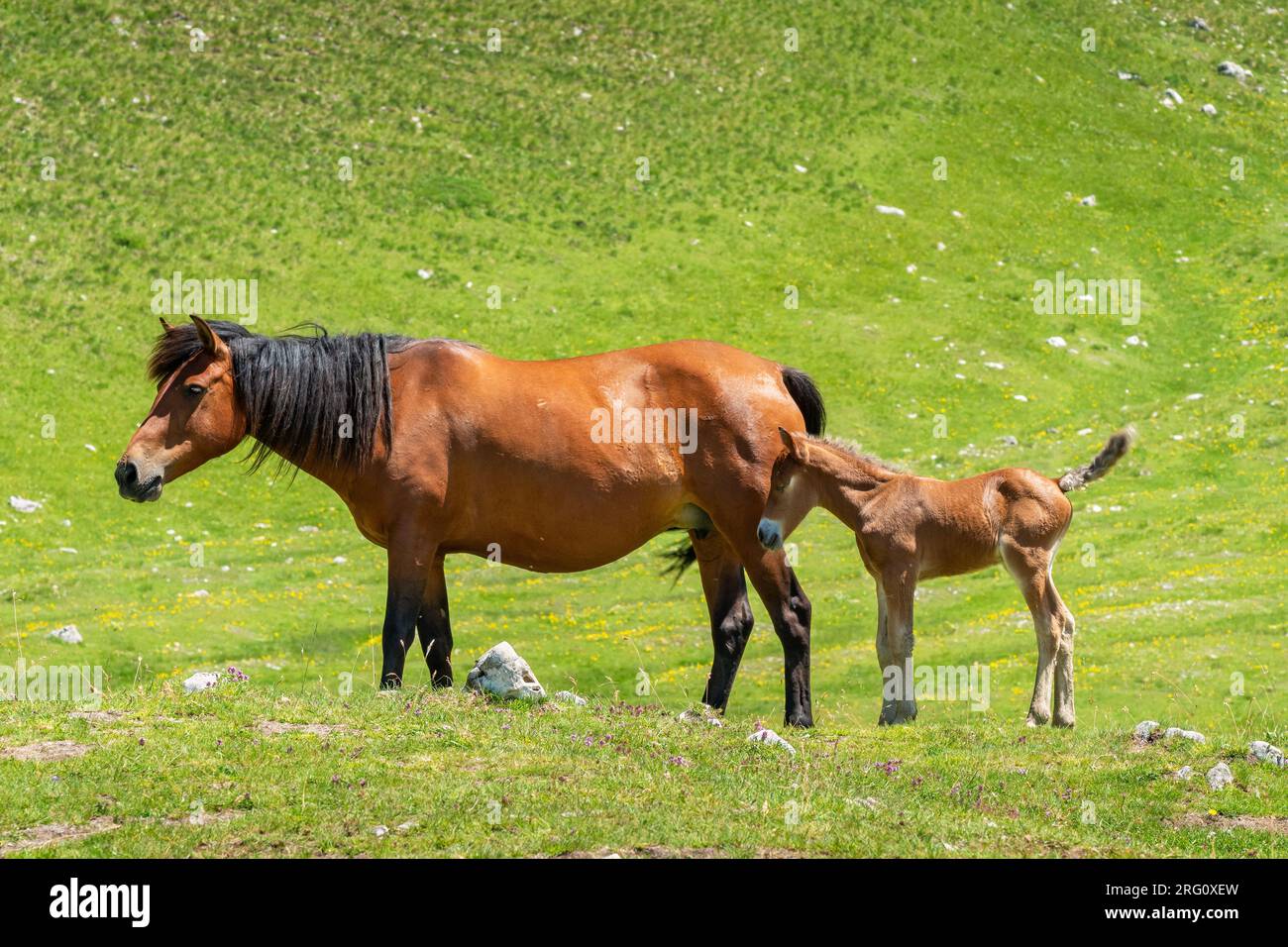 Braune Stute und Fohlen grasen im Durmitor-Nationalpark. Montenegro Stockfoto