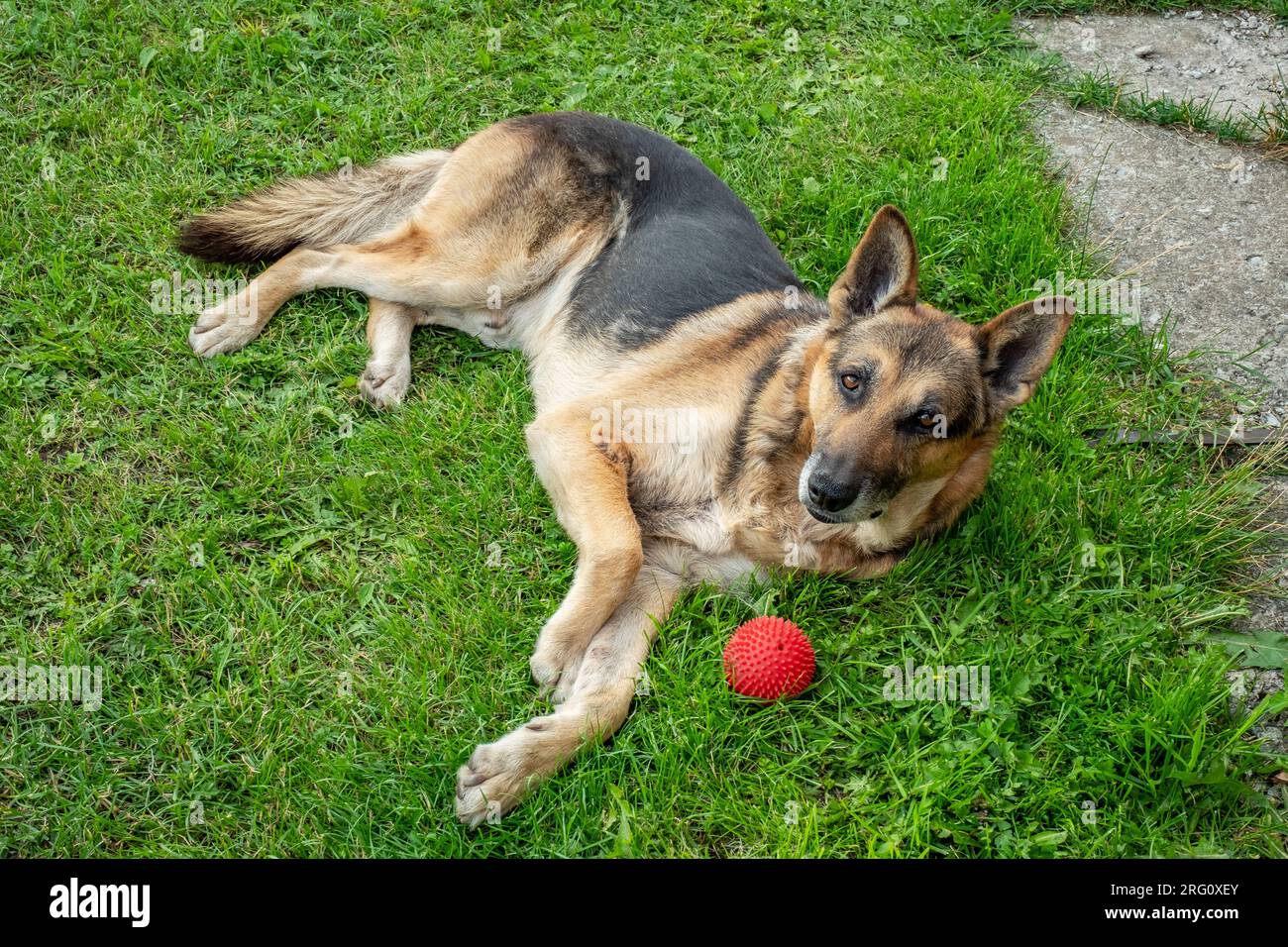 Ausgewachsener Hofhund liegt auf dem Gras neben einem roten Ball Stockfoto