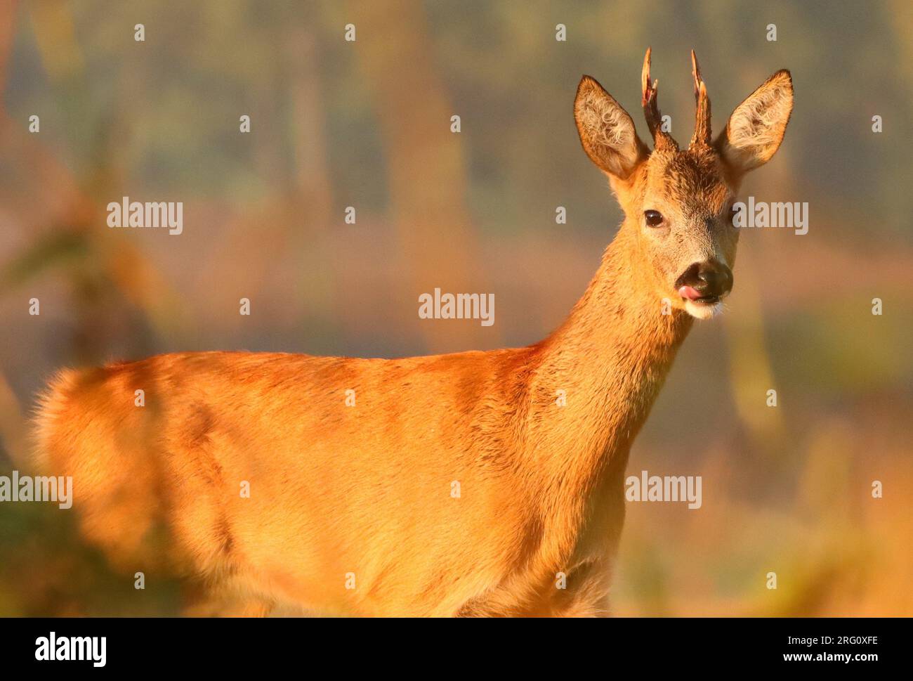 Porträt eines jungen Roebuck, der auf dem Feld steht und in die Kamera spielt Stockfoto