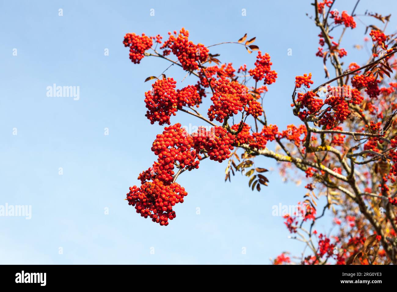 Reife Vogelbeeren auf einem Ast Stockfoto