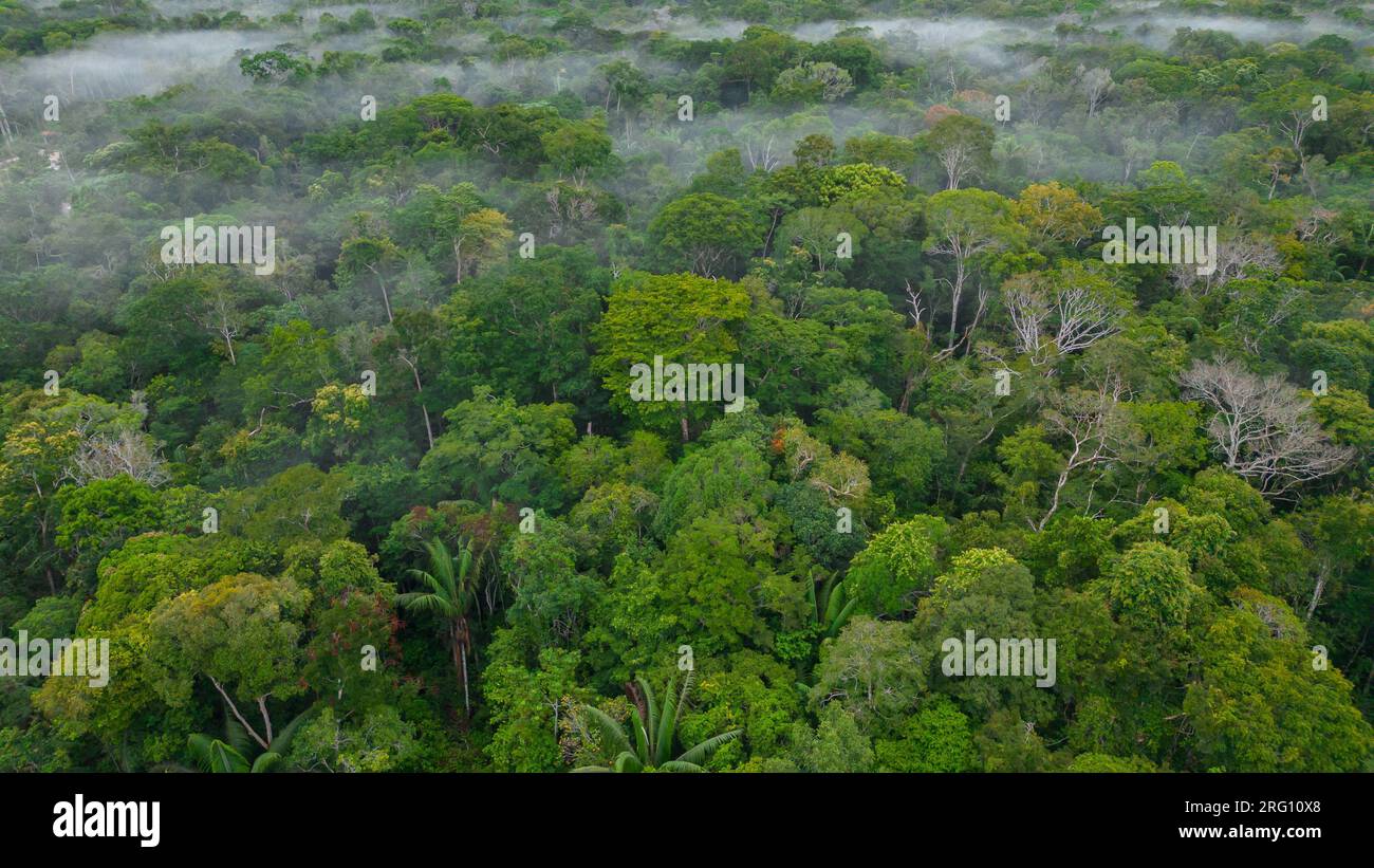 AMAZONAS TROPISCHER DSCHUNGEL, GRÜNE BÄUME Stockfoto