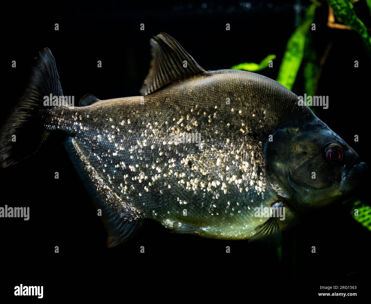 piranha-Fische mit silberner Haut und roten Augen unter Wasser im Aquarium auf schwarzem Hintergrund Stockfoto