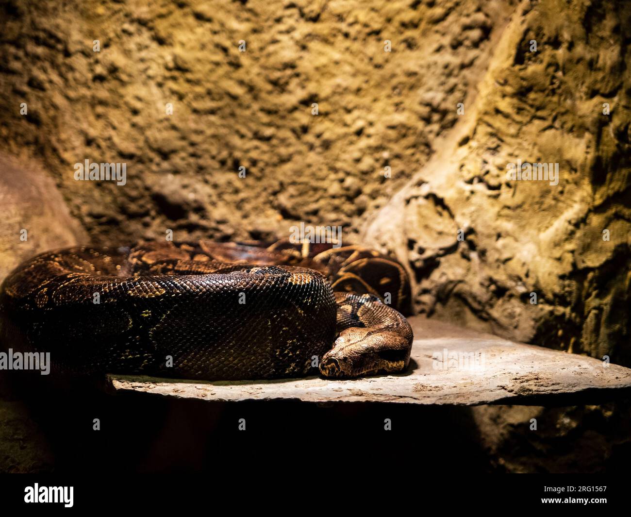 python liegt auf einem warmen Stein im Terrarium des Zoos Stockfoto