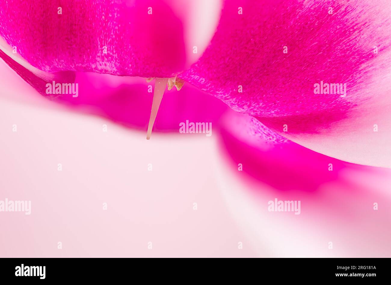 Makrobild einer Cyclamen persicum-Blüte mit Betonung des Pistils vor verschwommenem Hintergrund Stockfoto