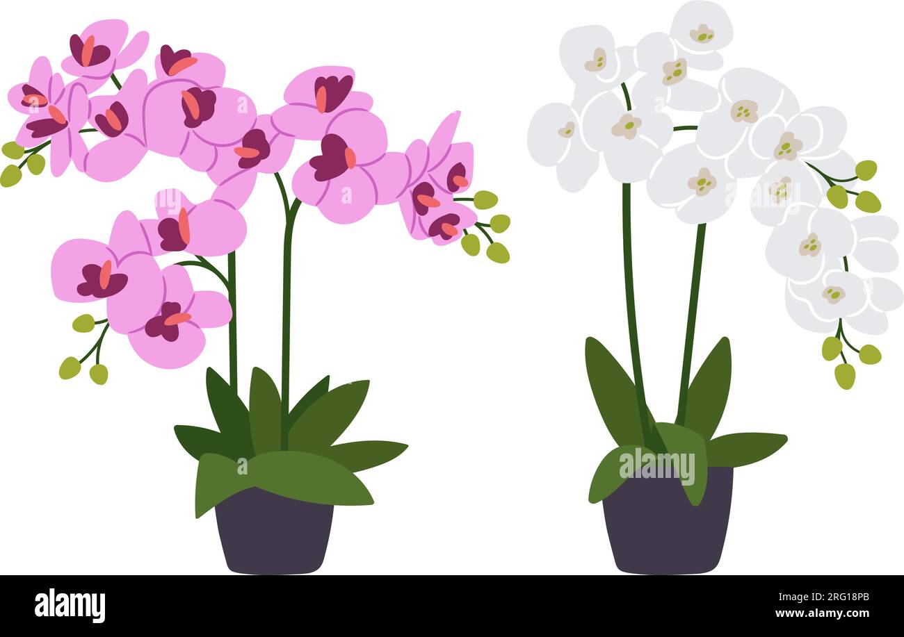 Zwei Orchideen in Blumentöpfen, isoliert auf weißem Hintergrund. Verschiedene Arten von bunten Blüten, wunderschöne Flora, blühende Orchideen Designelemente. Vektor des Blumentopfes mit Blattblüten-Illustration Stock Vektor