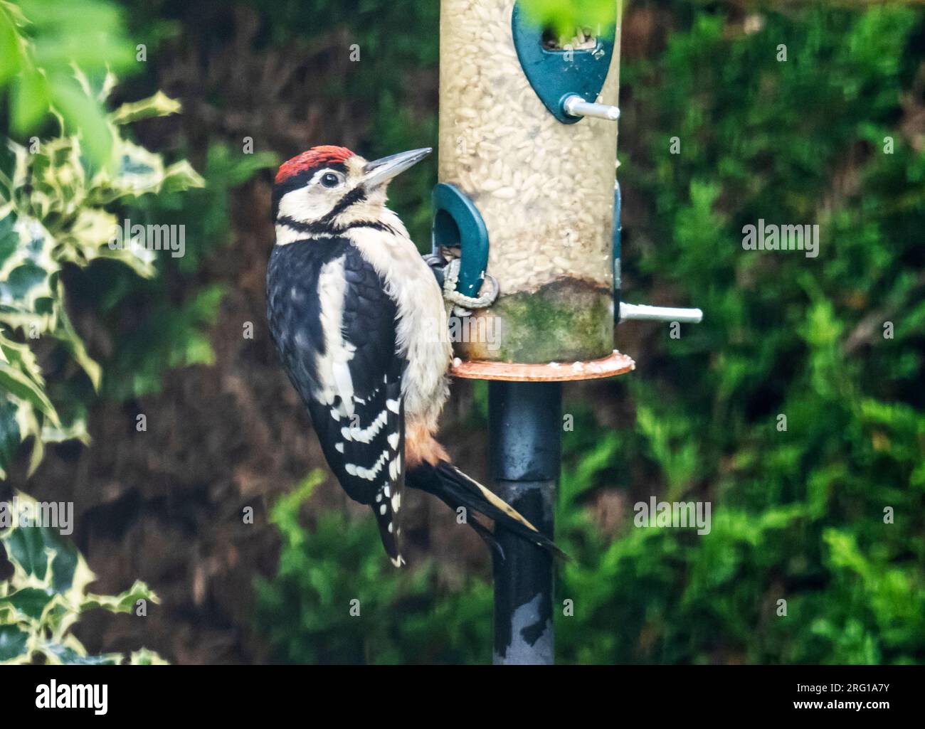 Ein junger Great Spotted Woodpecker, Dendrocopus Hauptfach auf einer Vogelzucht in Ambleside, Lake District, Großbritannien. Stockfoto