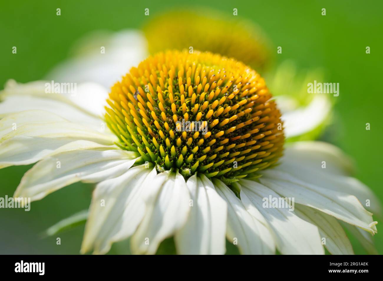 Nahaufnahme eines wunderschönen weißen Coneflower (Echinacea) Stockfoto