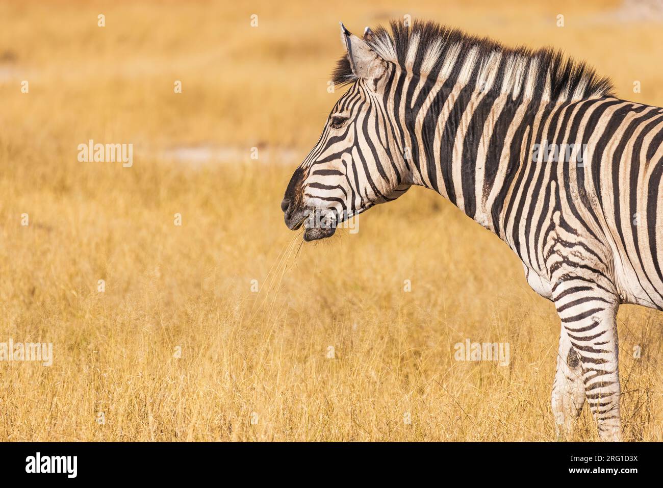 Ein Zebra frisst Gras auf der Savannah Stockfoto