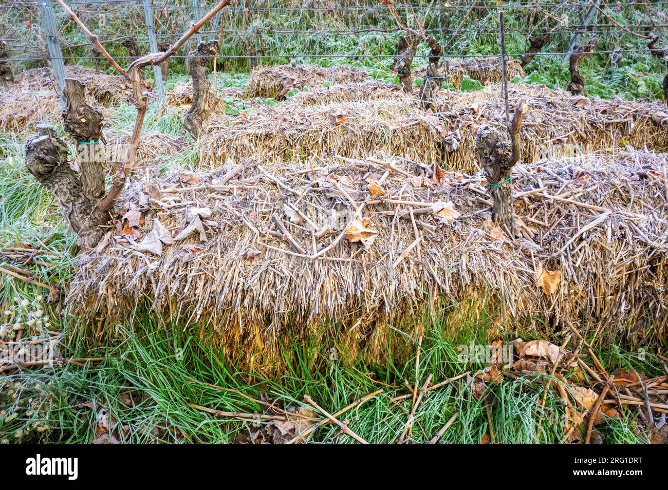 Für Winterfrost hergestellte Reben mit Heu als Schutz, Moesel, Deutschland. Stockfoto