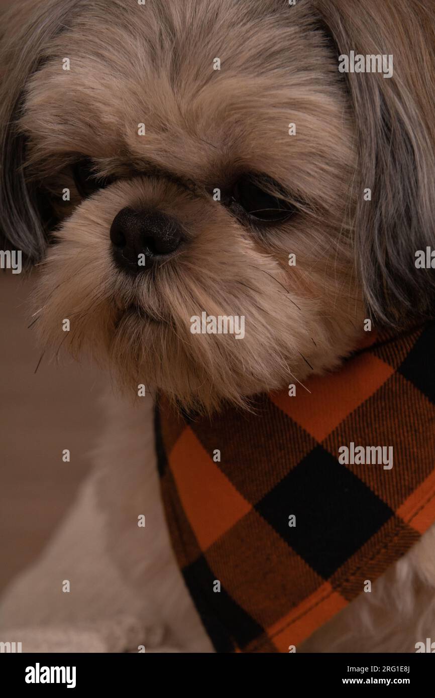 Foto des reinrassigen Hundes Shih Tzu, der auf der Couch liegt Stockfoto