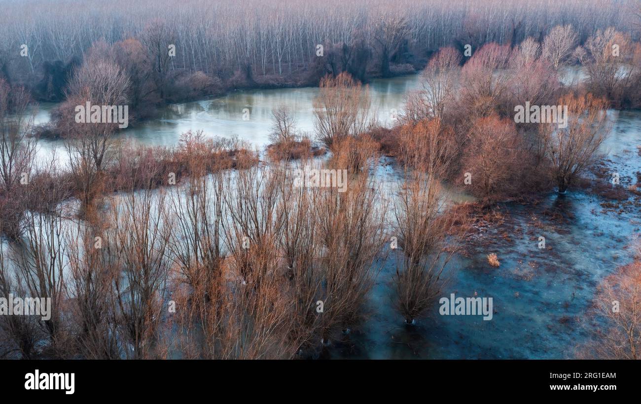 Luftaufnahme des überfluteten Waldes im Winter mit gefrorener Wasseroberfläche von der Drohne pov Stockfoto