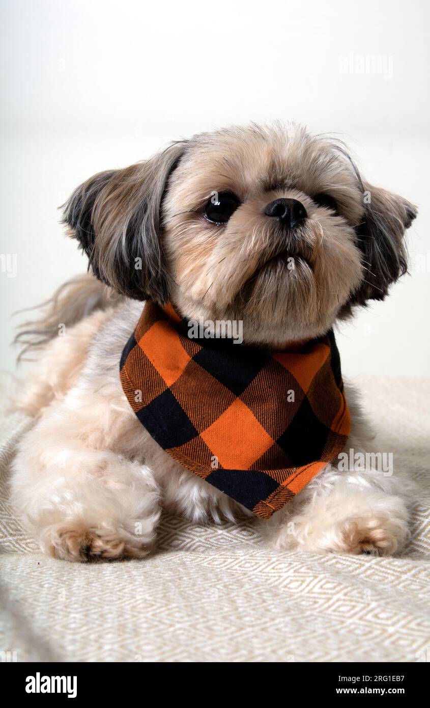 Foto eines Shih Tzu Stammhundes, der auf der Couch liegt. Stockfoto