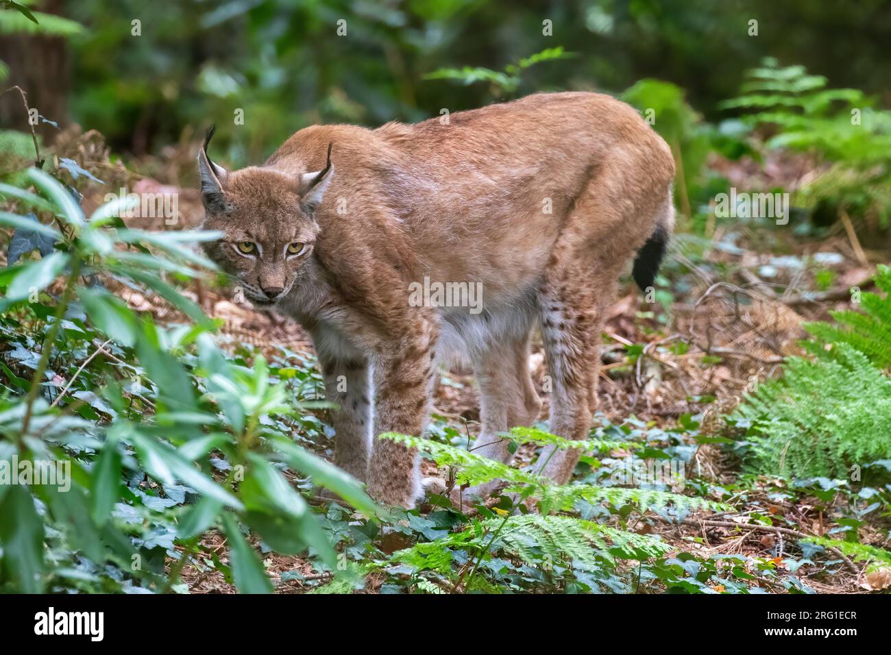 Ein reifer nördlicher Luchs, lateinischer Name Luchs Luchs, im Wald. Eine Unterart des eurasischen Luchses, die in Wäldern und Wäldern vorkommt. Stockfoto