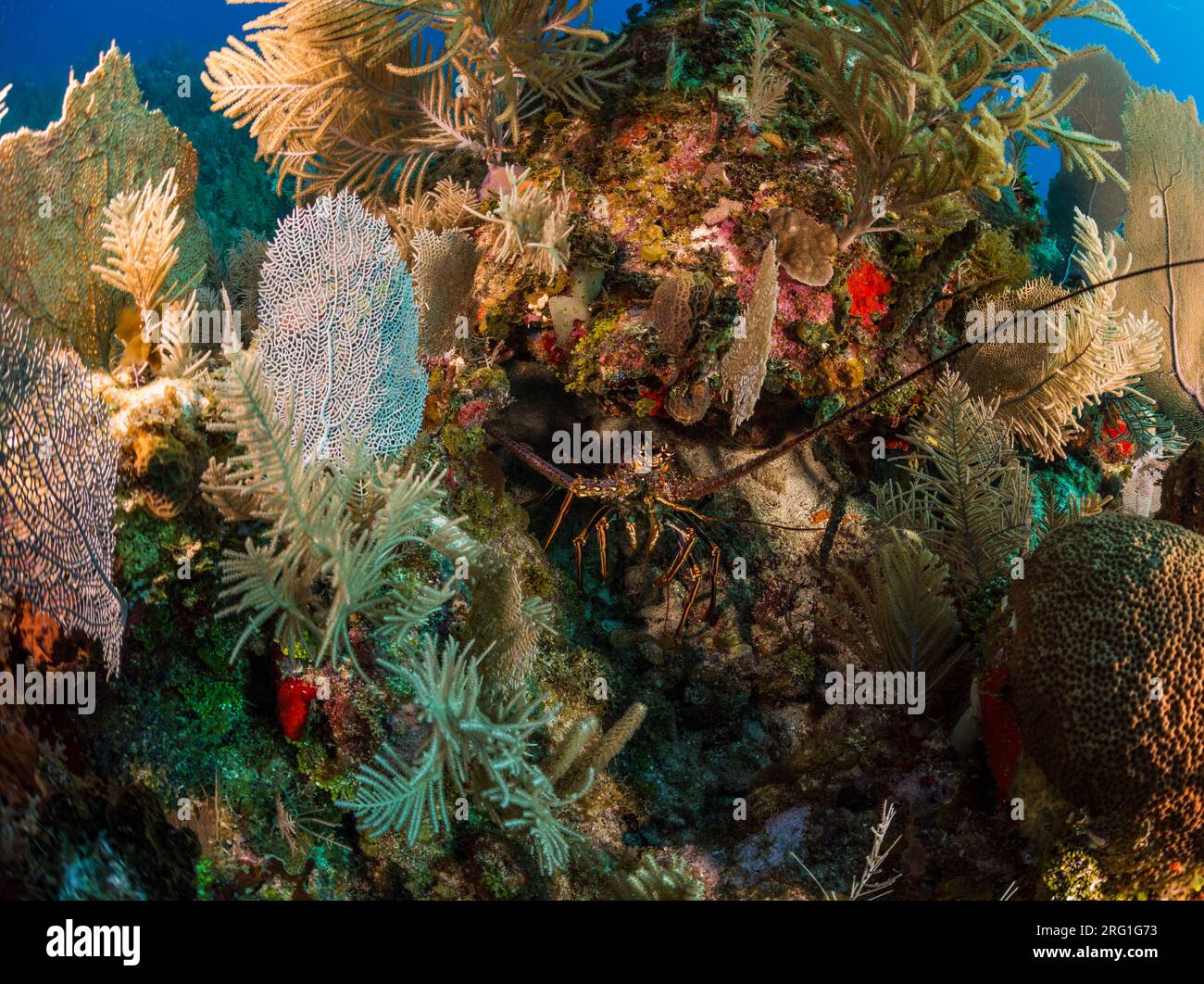 Hummer unter Wasser versteckt im Korallenriff in Utila, Honduras Stockfoto