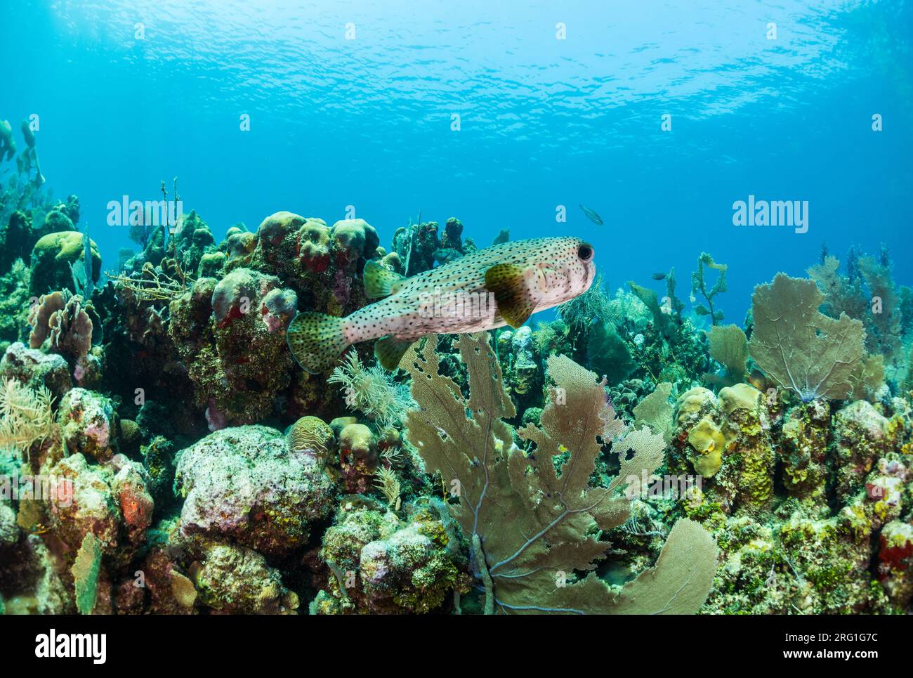Stachelfische schwimmen auf dem Korallenriff in Utila, Honduras Stockfoto