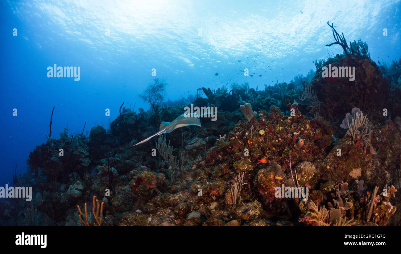 Stachelrochen am Korallenriff in Utila, Honduras Stockfoto