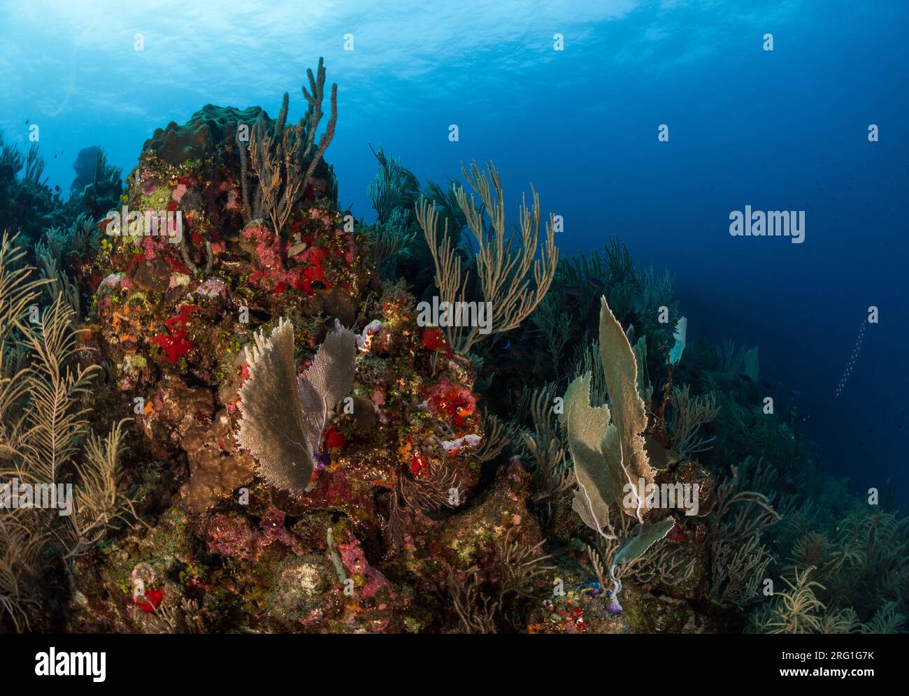 Reefscape mit Meeresventilatoren und weichen und harten Korallen in Utila, Honduras Stockfoto