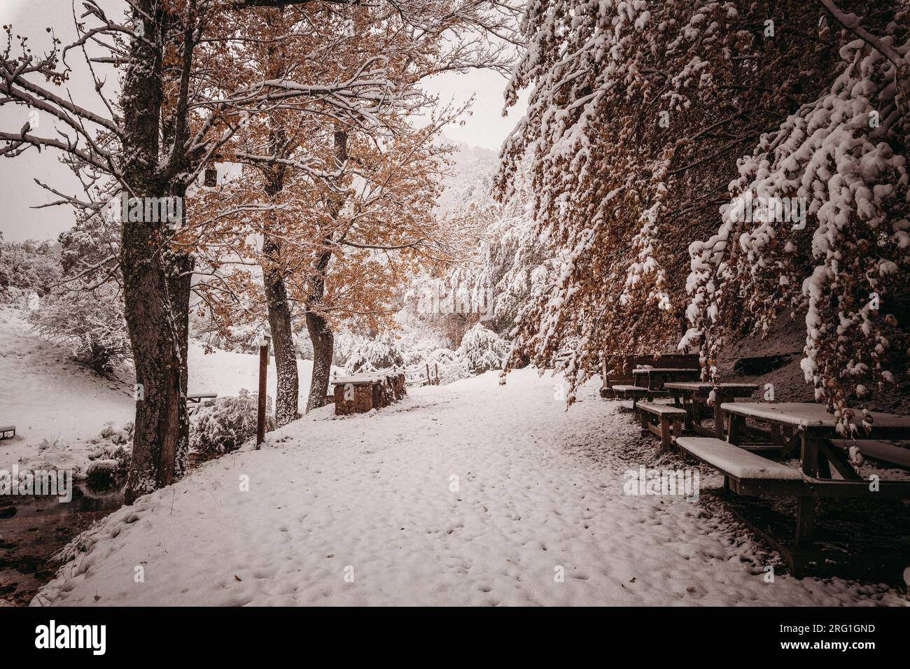 Herbstwald Mit First Snows Stockfoto