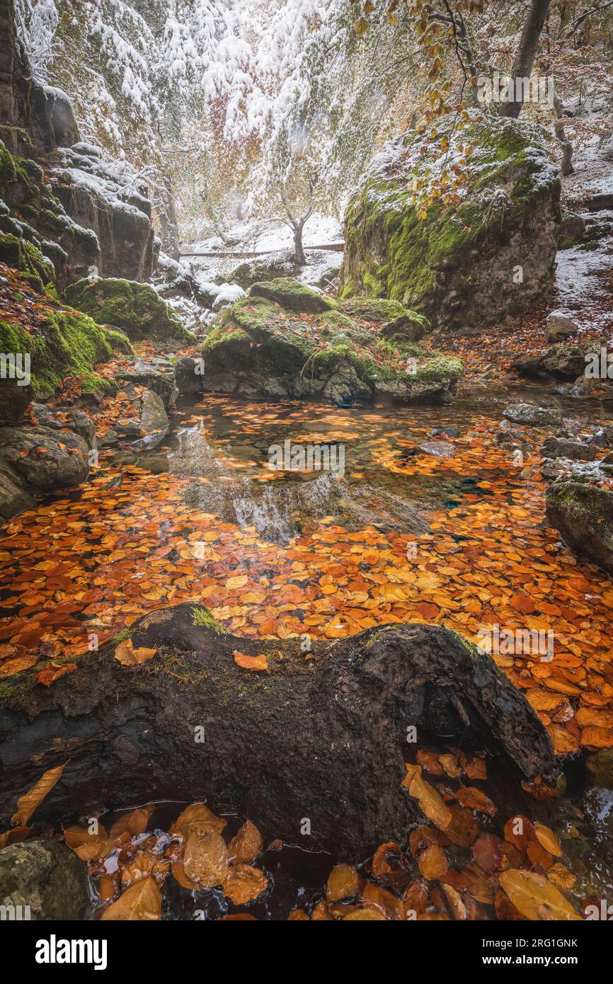 Herbstwald Mit First Snows Stockfoto