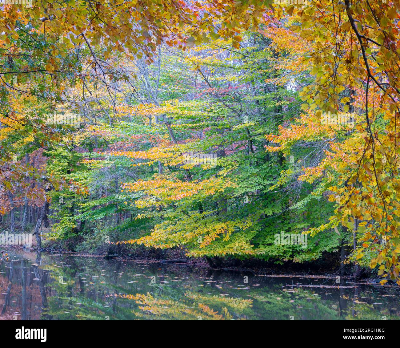 Baldachin in Herbstfarben am Flussufer in New Jersey Stockfoto