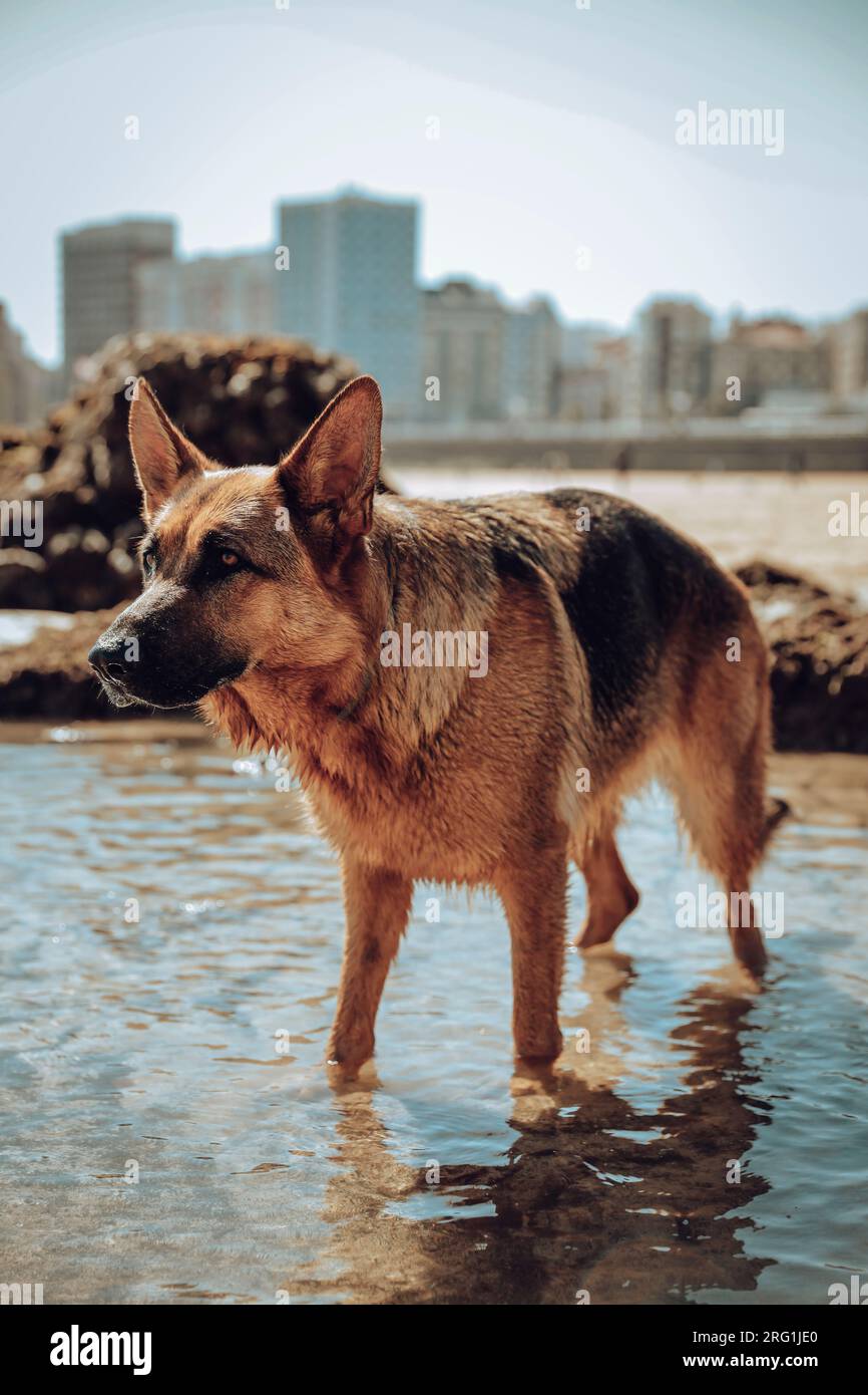Deutscher Schäferhund badet an einem für Hunde geeigneten Strand Stockfoto