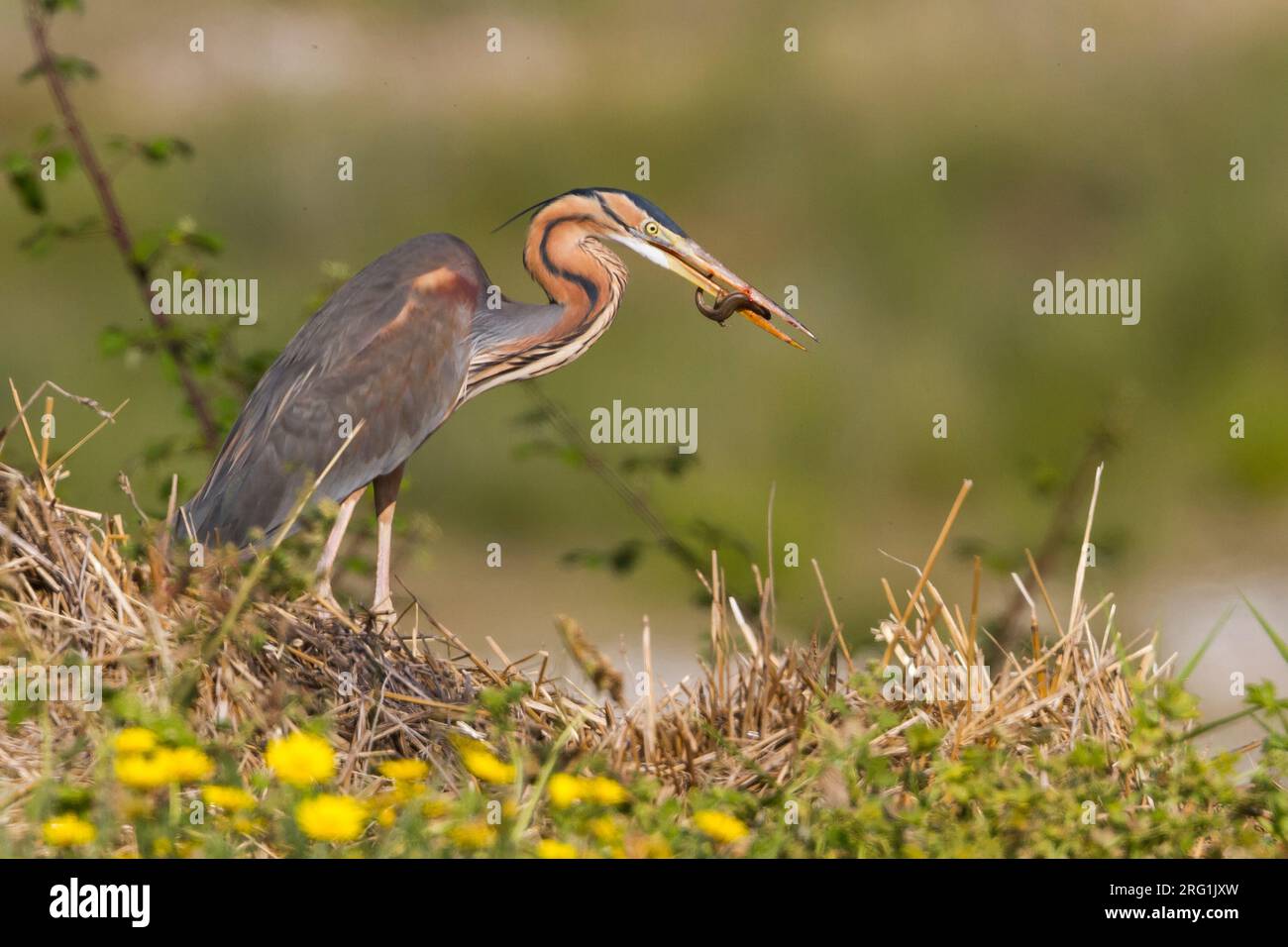Purpurreiher - - Purpurreiher Ardea purpurea ssp. purpurea, Zypern, Erwachsene Stockfoto