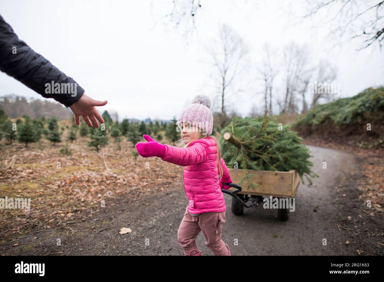 Ein junges Mädchen greift nach der Hand des Väters, hilft beim Ziehen des Weihnachtsbaums Stockfoto