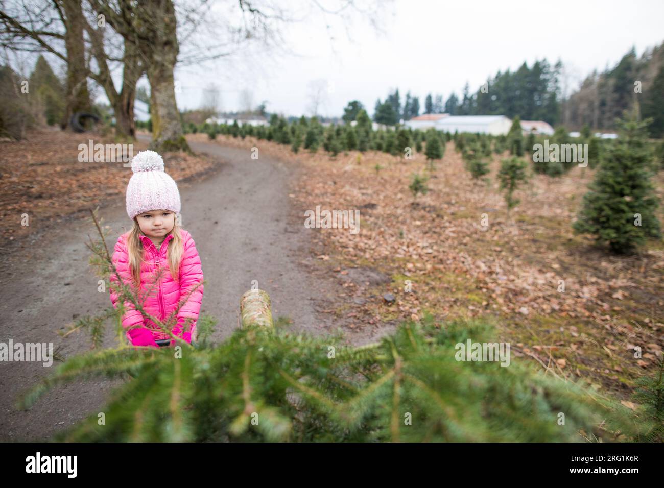 Selektiver Fokus auf ein junges Mädchen, das auf dem Bauernhof Weihnachtsbäume zieht Stockfoto
