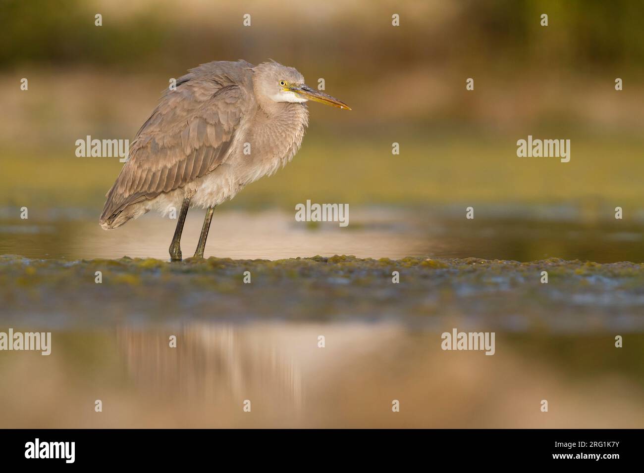 Western Reef-Egret - Küstenreiher - Egretta gularis ssp. schistacea, Oman, dunklen Morph, 2. CY Stockfoto