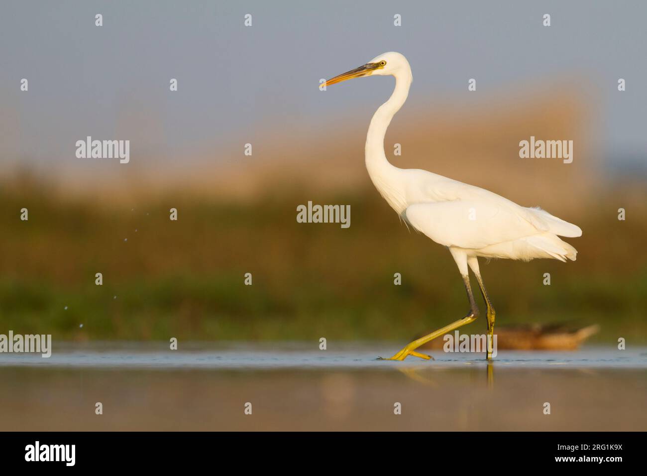 Western Reef-Egret - Küstenreiher - Egretta gularis ssp. schistacea, Oman, blasse Morph, Erwachsene Stockfoto