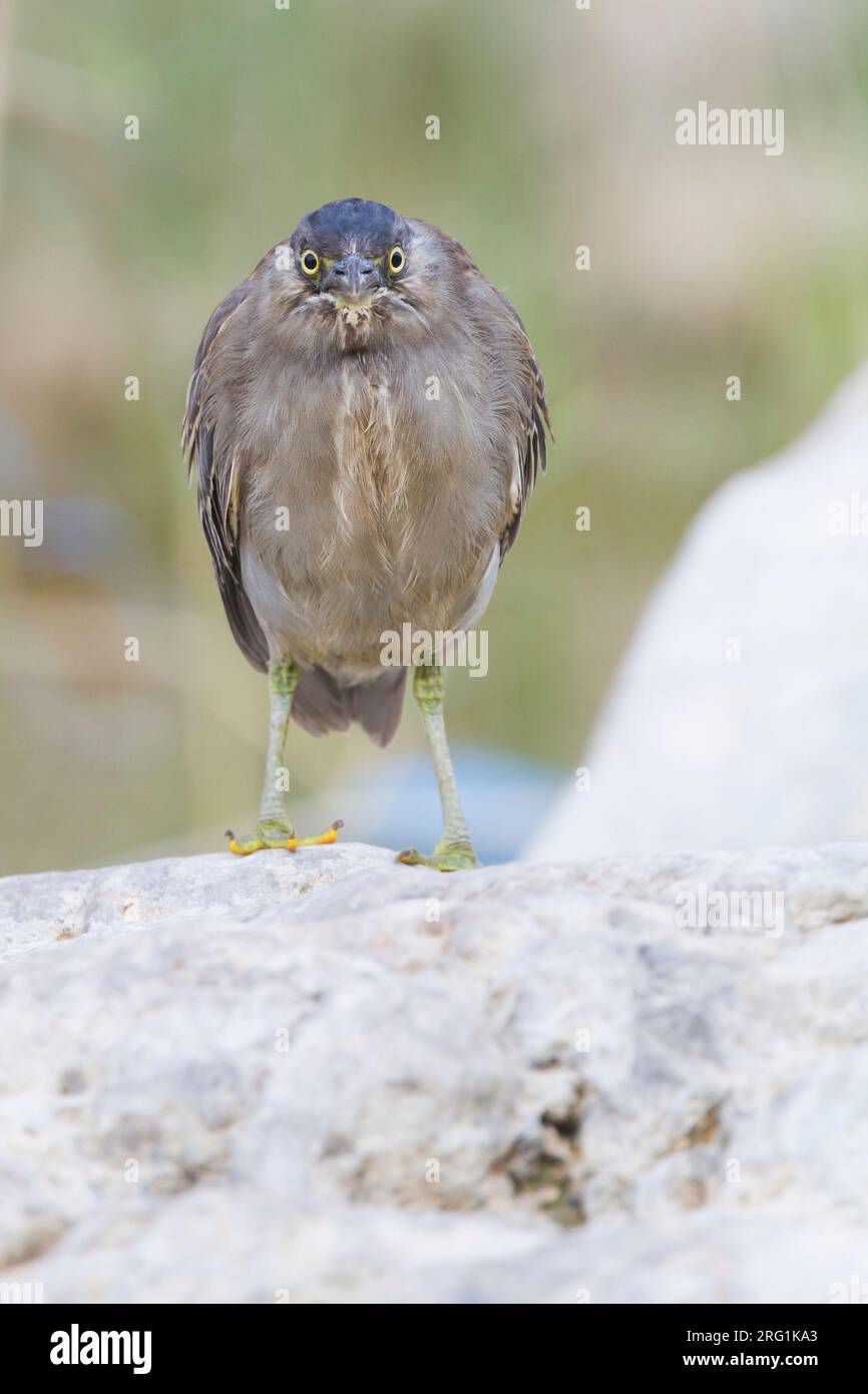 Gestreift Heron - Mangrovereiher Butorides striata - ssp. brevipes, Oman, 1. CY Stockfoto