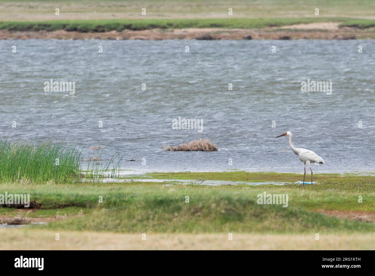 Kritisch bedrohte Sibirische Kraniche (Leucogeranus leucogeranus), Russland (Baikalsee), Erwachsener. Die Weltbevölkerung wird geschätzt rund 3200 - 4000 in Stockfoto