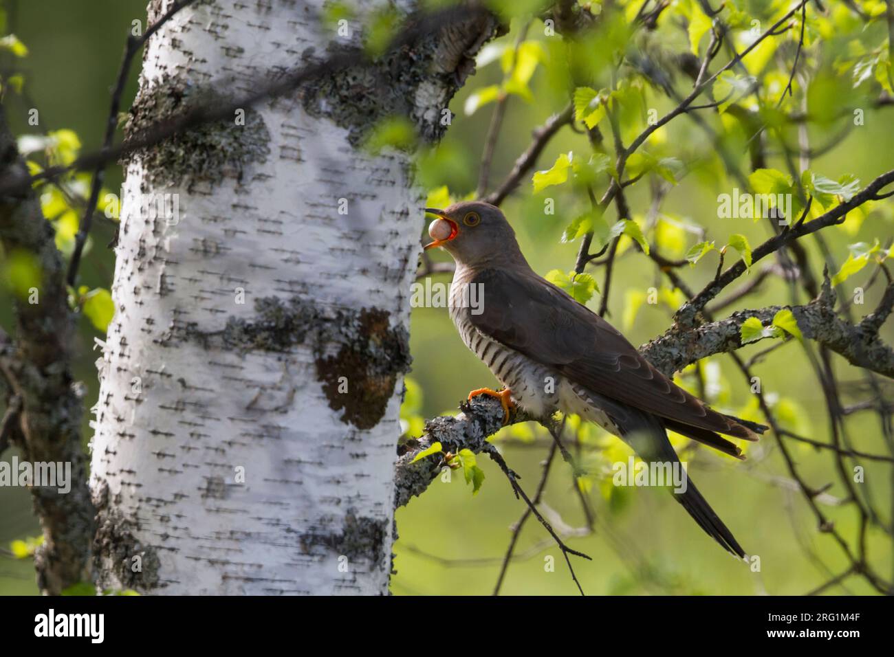 Gemeinsame Kuckuck (Cuculus canorus ssp. subtelephonus), Kasachstan, Erwachsener, Weibchen mit Ei von Host nest Ihrer eigenen Ei gestohlen, das Ei weg zu werfen. Stockfoto