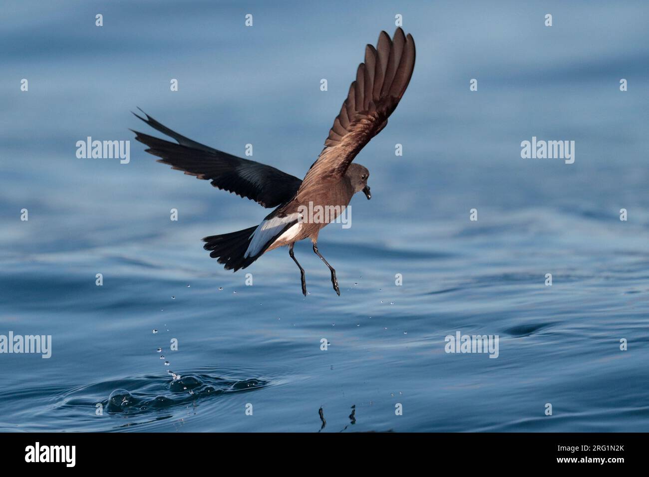 Wedge-rumped Storm-Petrel (Hydrobates tethys), in der Nähe der Galápagos-Inseln, des östlichen Pazifischen Ozeans, Ecuador Stockfoto