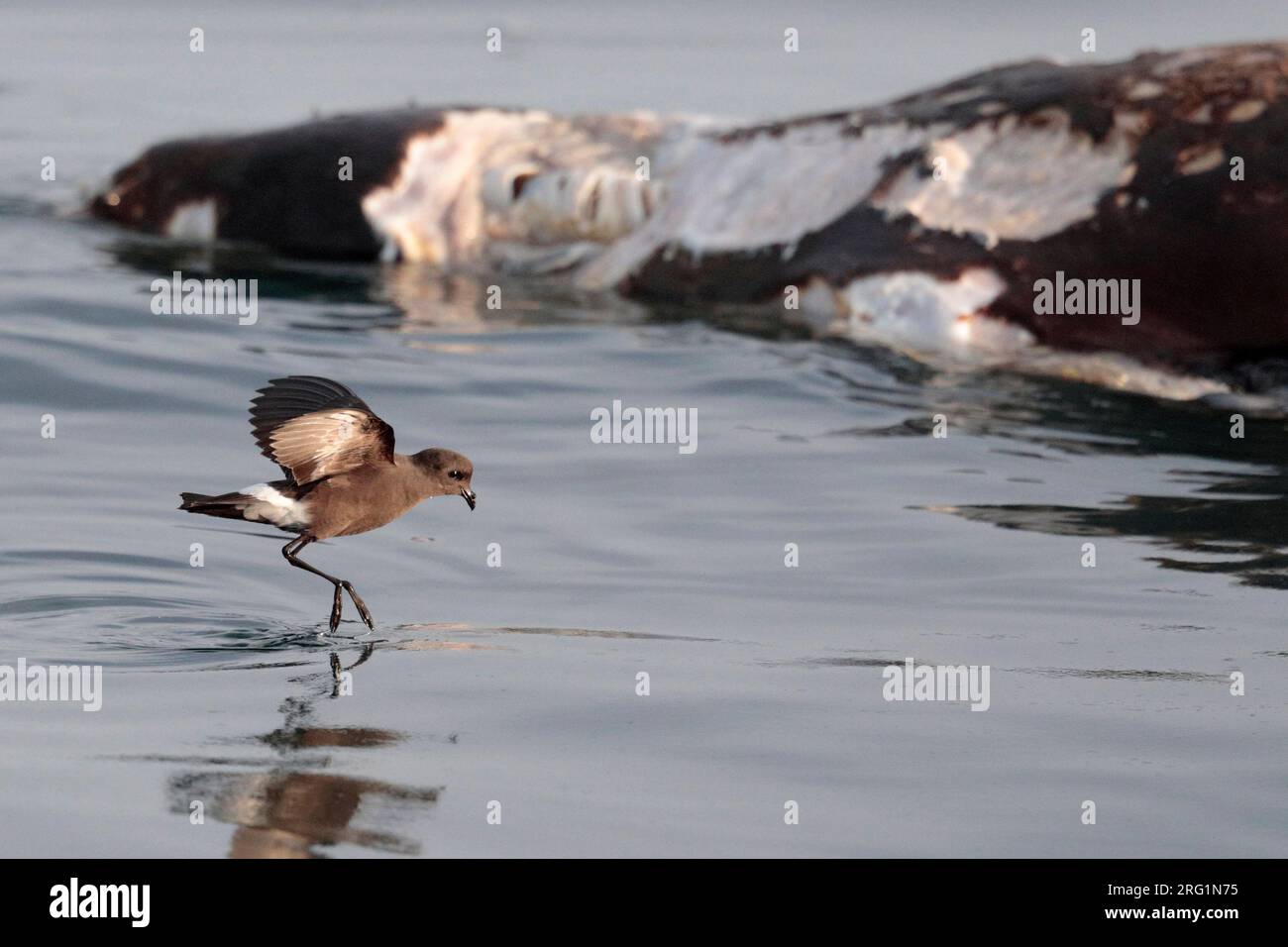 'Fuegian' Storm-Petrel Oceanites (Oceanicus) chilensis, Pazifischer Ozean, nahe Süd-Peru - sich von Fettpartikeln ernähren, in der Nähe verfallender Robbenkadaver Stockfoto