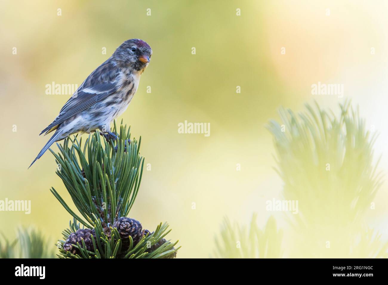 Im ersten Winter weniger Redpoll (Carduelis Cabaret) auf einem Kiefer Niederlassung in der Schweiz im Herbst thront. Stockfoto