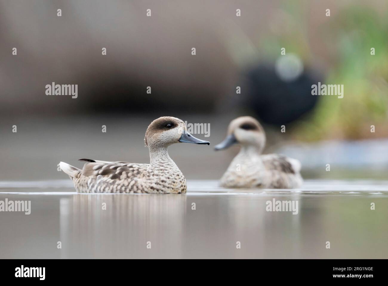 Paar aus Marmoriertem Krickenten (Marmaronetta angustirostris) Überwinterung in einem Feuchtgebiet im südlichen Spanien. Schwimmen in einem See in einer lokalen Naturschutzgebiet mit blässhuhn ich Stockfoto