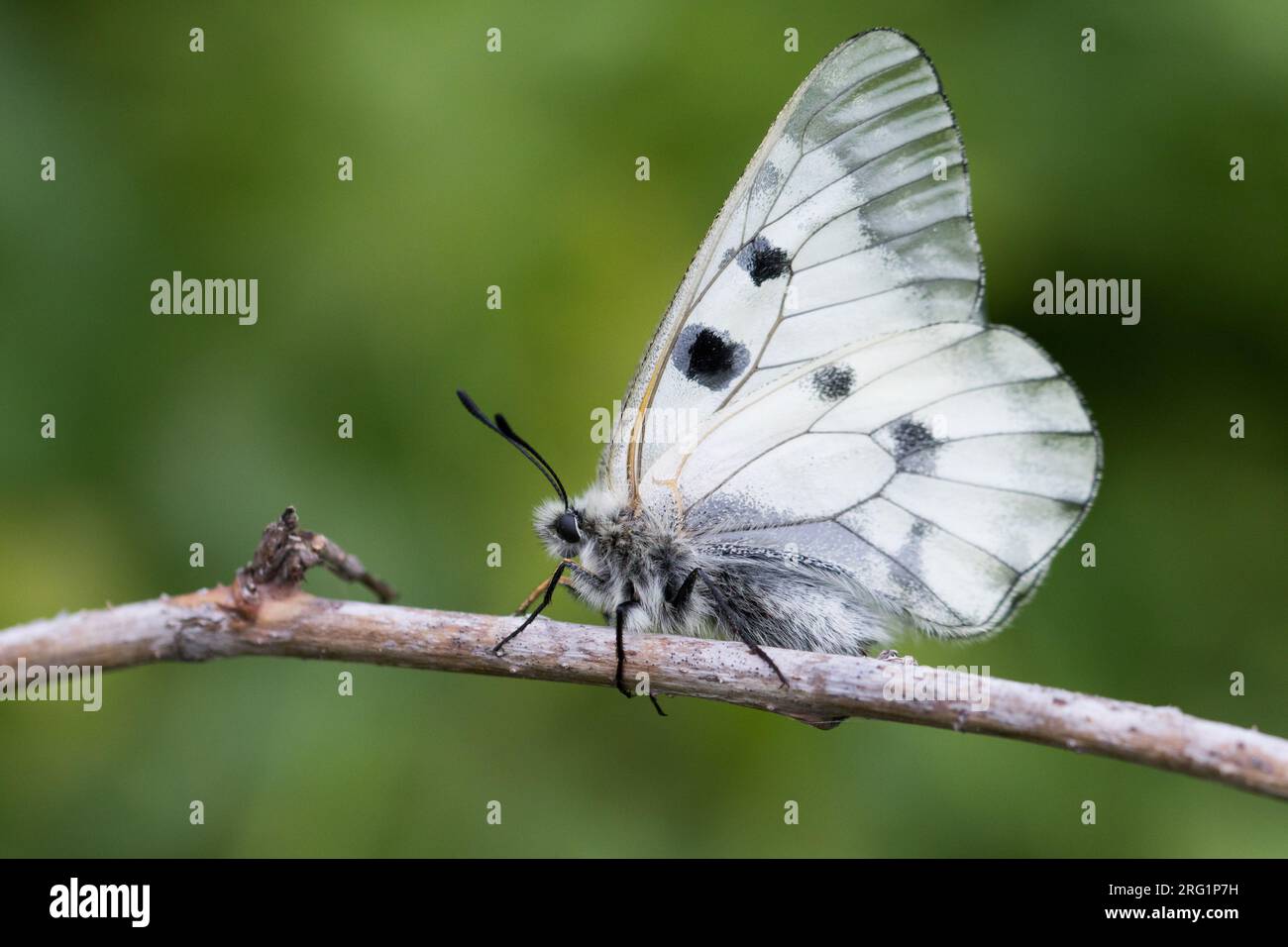 Trübter Apollo (Parnassius mnemosyne) in Kirgisistan. Es bewohnt Wiesen und Waldlichtungen mit vielen blühenden Pflanzen, sowohl in der Tiefebene Stockfoto