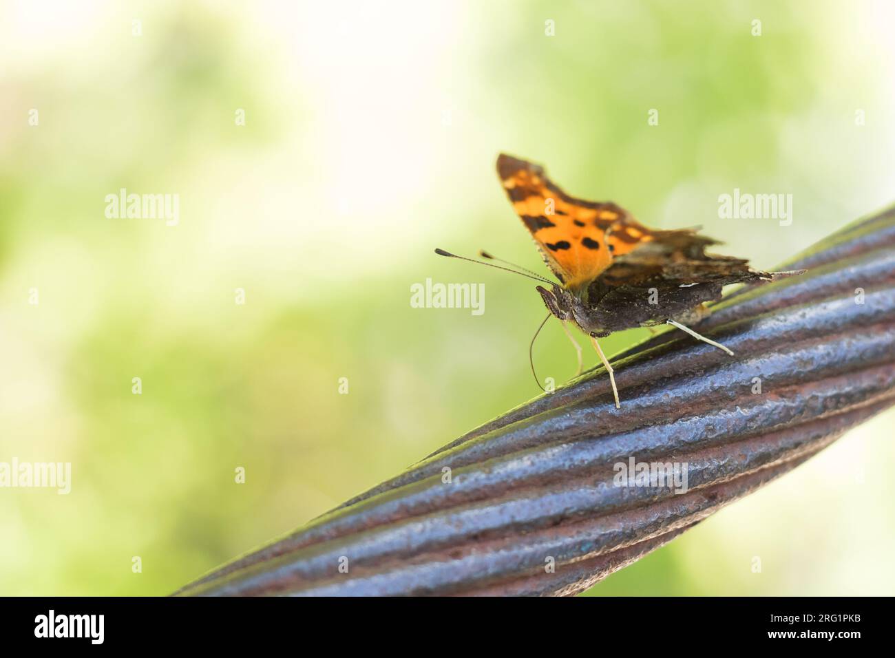 Polygonia c-Album - Komma - C-Falter, Slowenien, imago Stockfoto