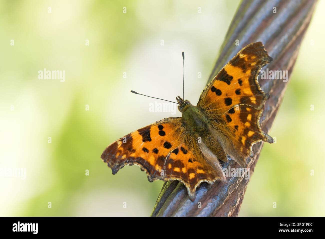 Polygonia c-Album - Komma - C-Falter, Slowenien, imago Stockfoto