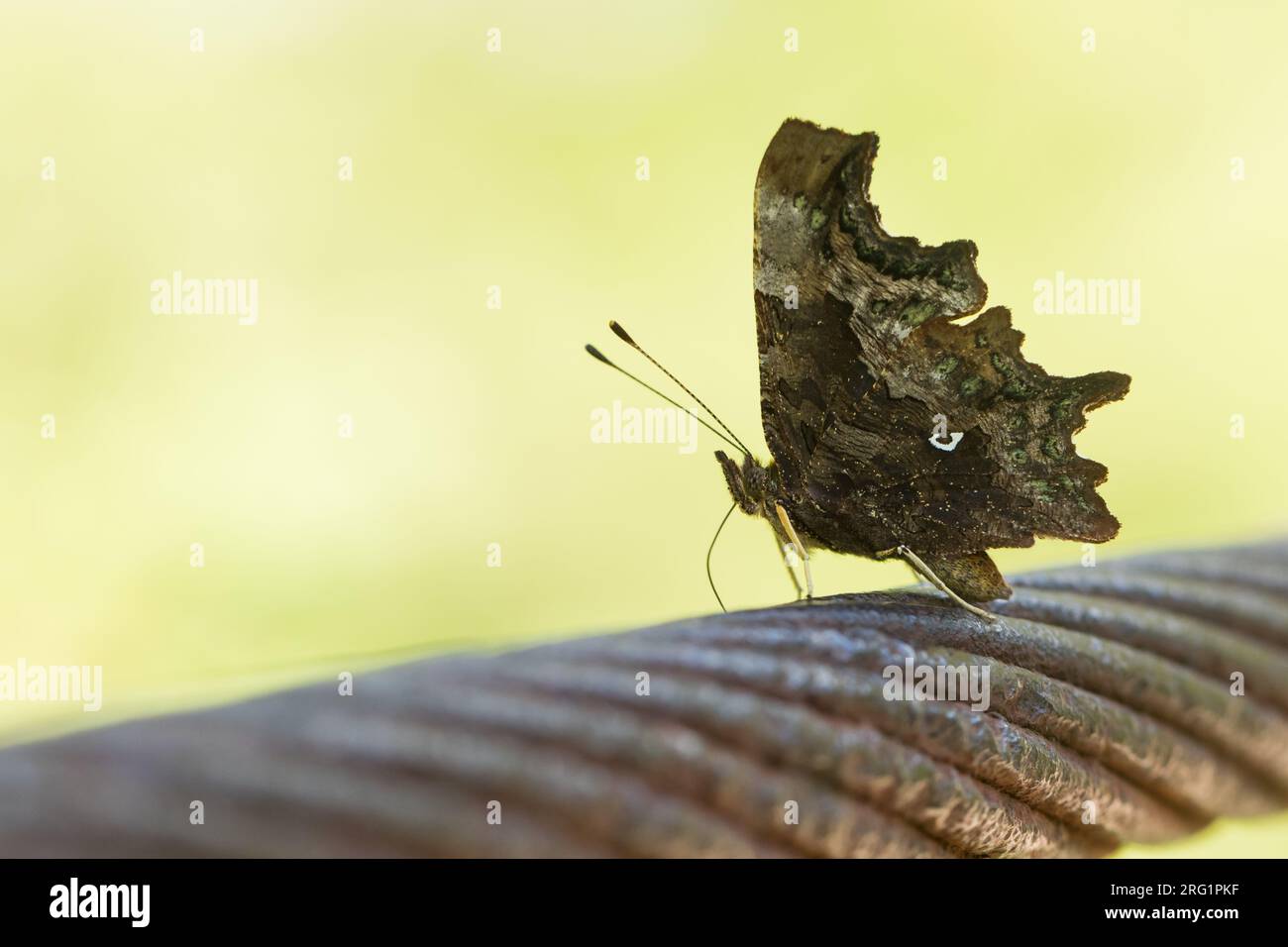 Polygonia c-Album - Komma - C-Falter, Slowenien, imago Stockfoto