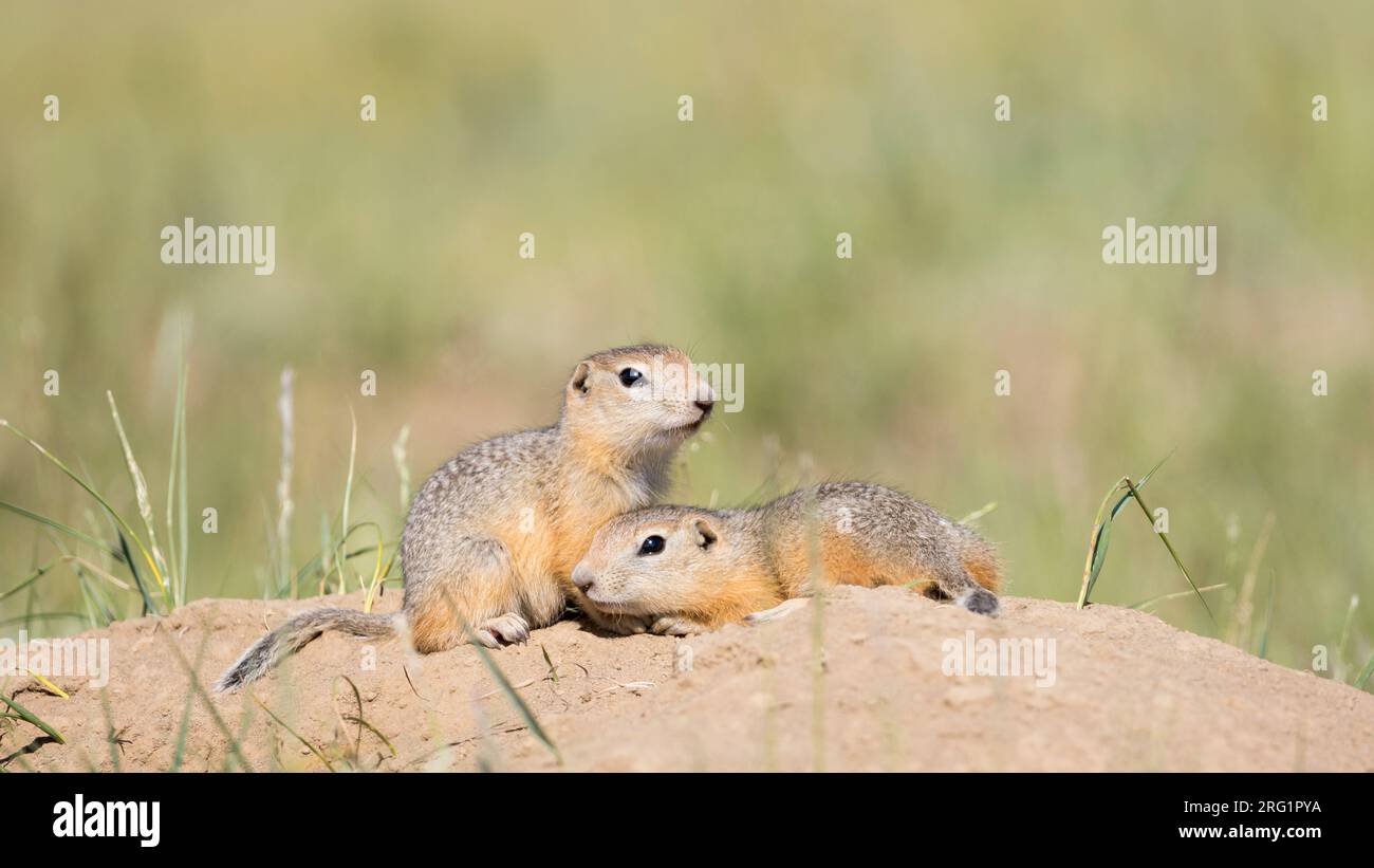 Ground Eichhörnchen auf Steppen in Russland (Irkutsk) Stockfoto