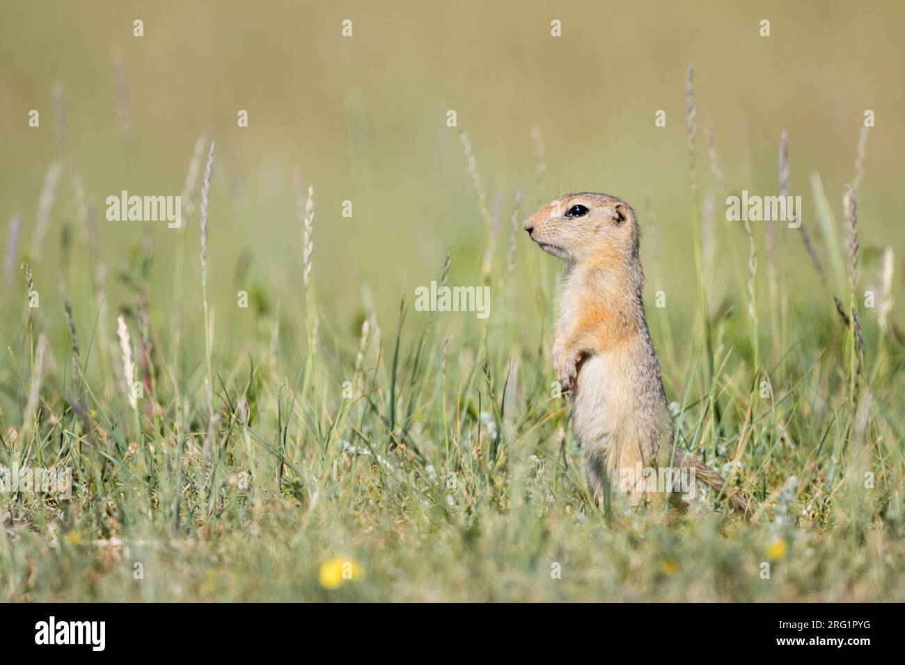 Ground Eichhörnchen auf Steppen in Russland (Irkutsk) Stockfoto