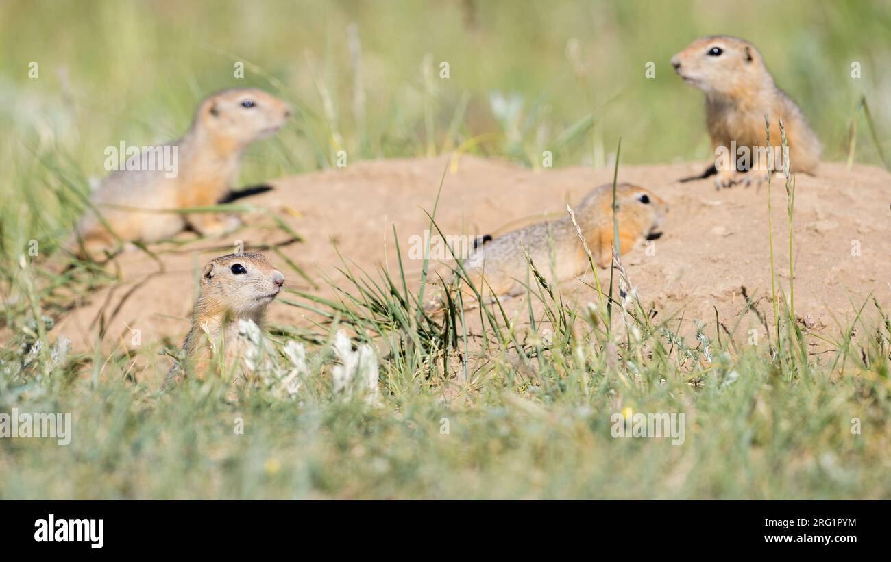 Ground Eichhörnchen auf Steppen in Russland (Irkutsk) Stockfoto