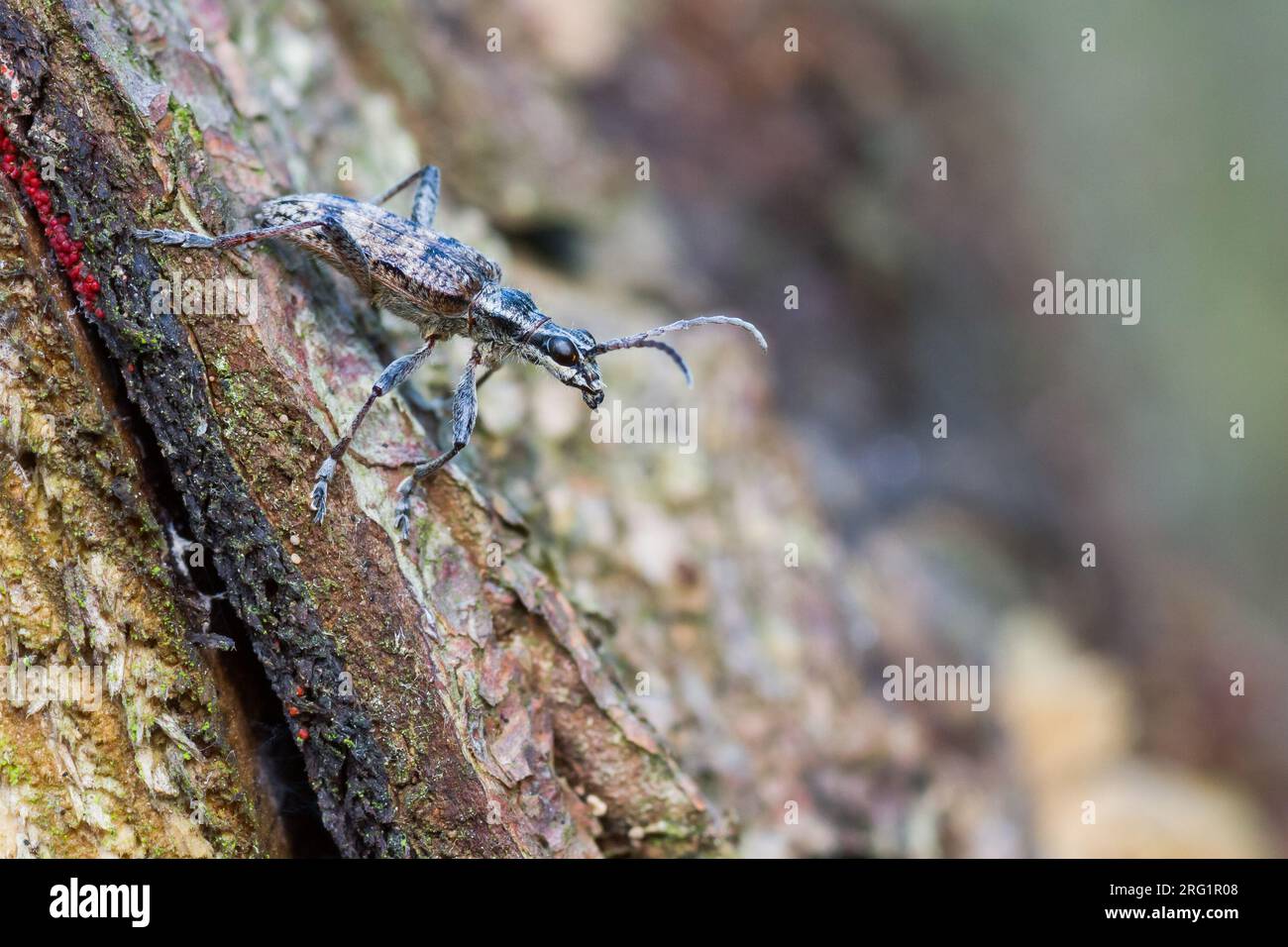 Rhagium inquisitor - Schrotbock, Deutschland (Baden-Württemberg), imago Stockfoto