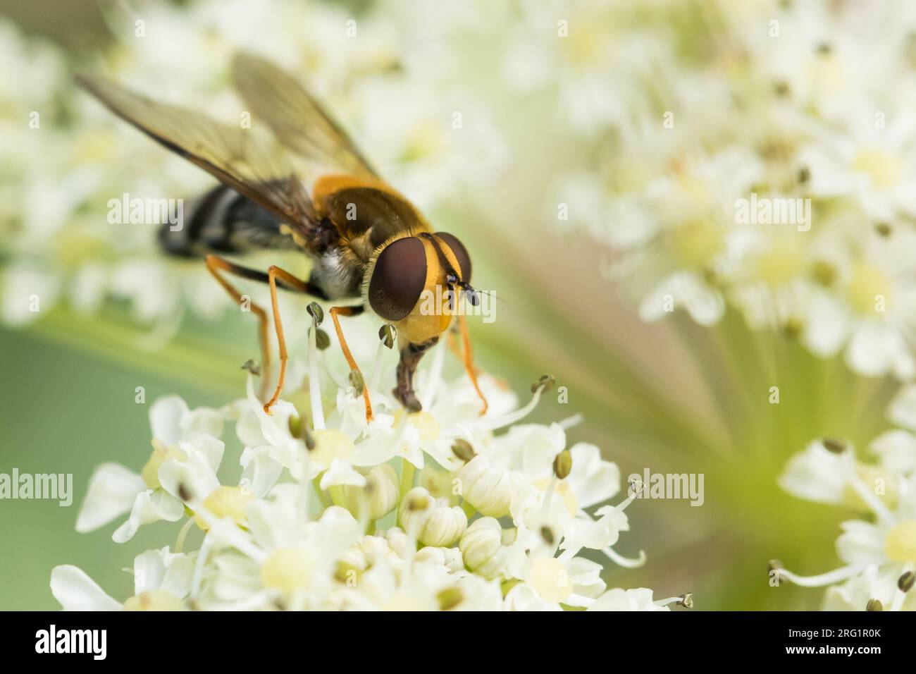 Leucozona glaucia - Blaue Breitbandschwebfliege, Slowenien, imago Stockfoto