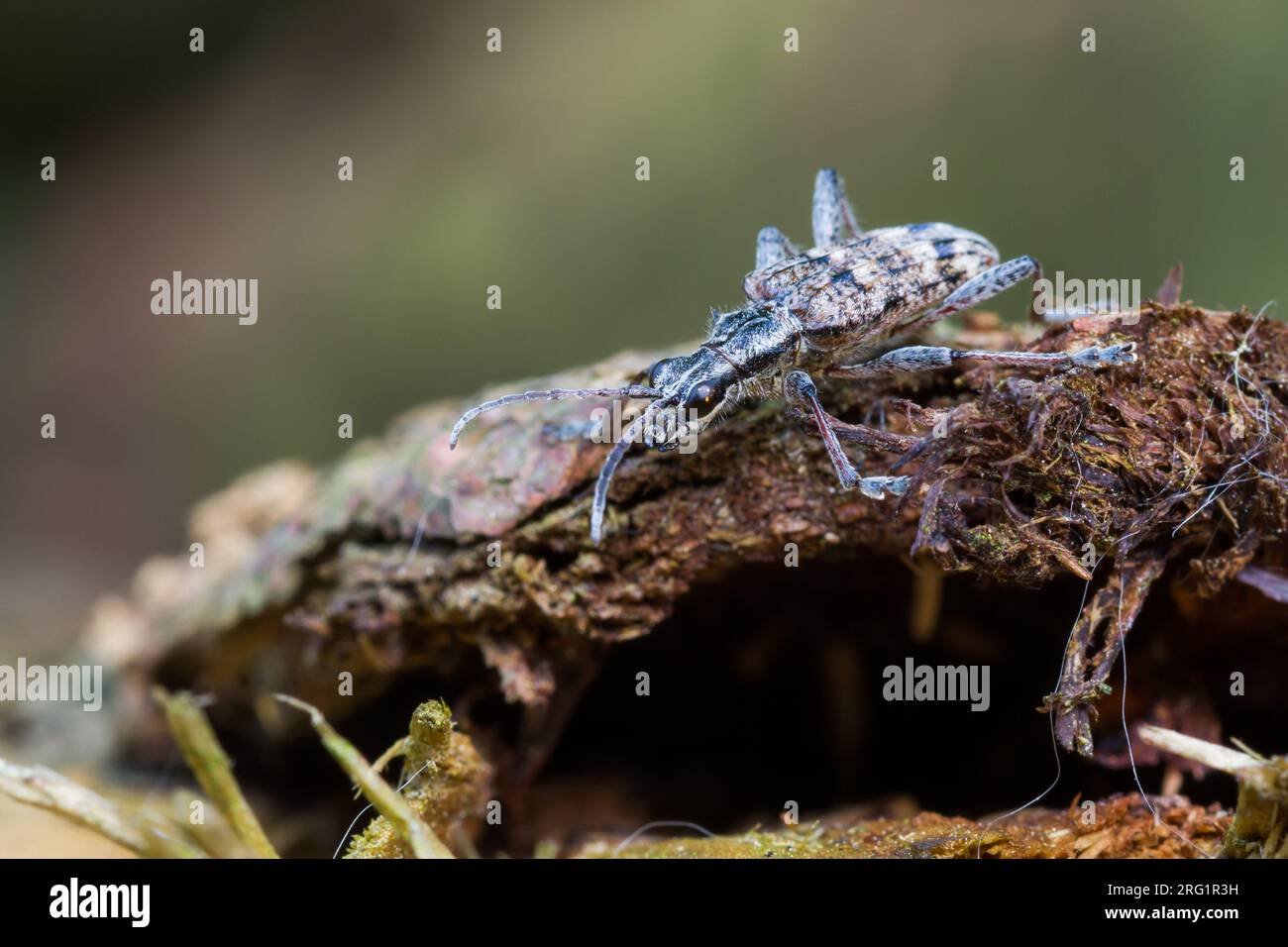 Rhagium inquisitor - Schrotbock, Deutschland (Baden-Württemberg), imago Stockfoto