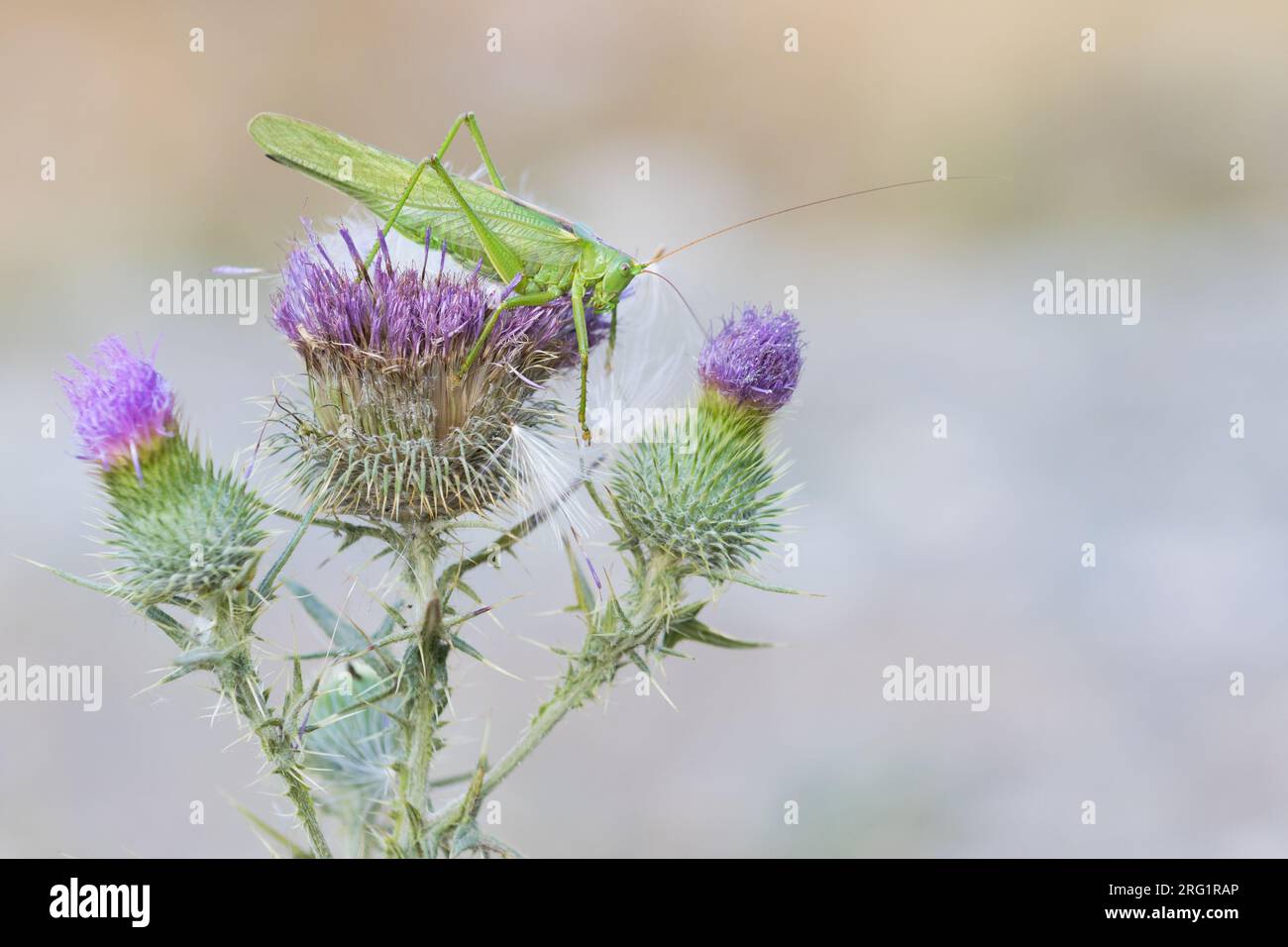 Tettigonia viridissima - Grünes Buschkricket - Grünes Heupferd, Kirgisistan, Imago Stockfoto
