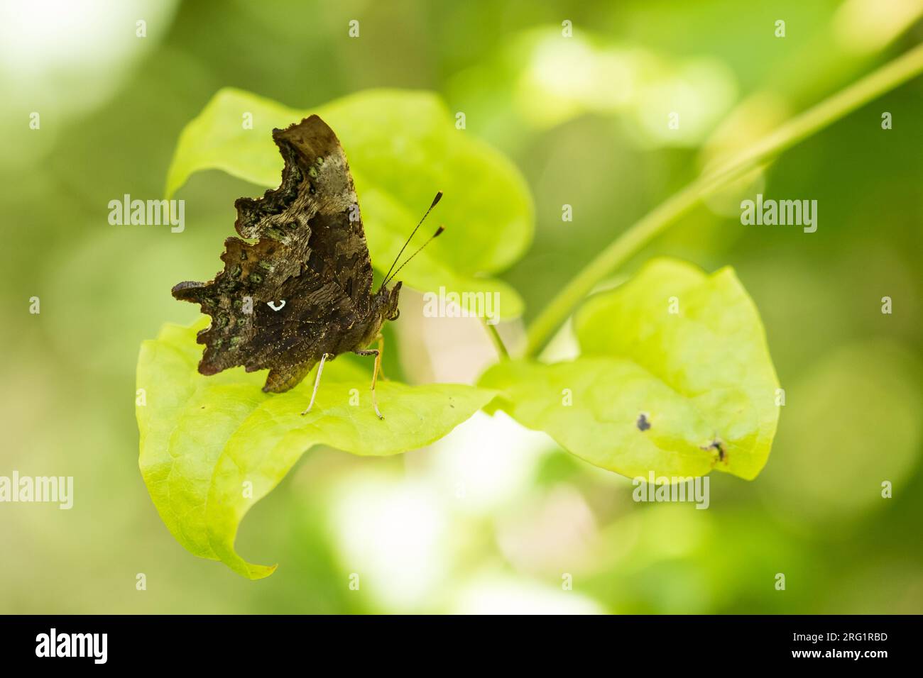 Polygonia c-Album - Komma - C-Falter, Slowenien, imago Stockfoto